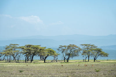 Lakes NAIVASHA - Crescent Island
