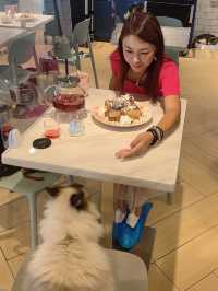 駱駝漆開心貓咪Cafe 