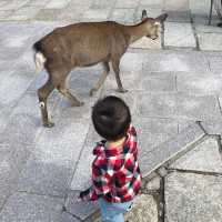 【 童話世界般的奈良公園 】