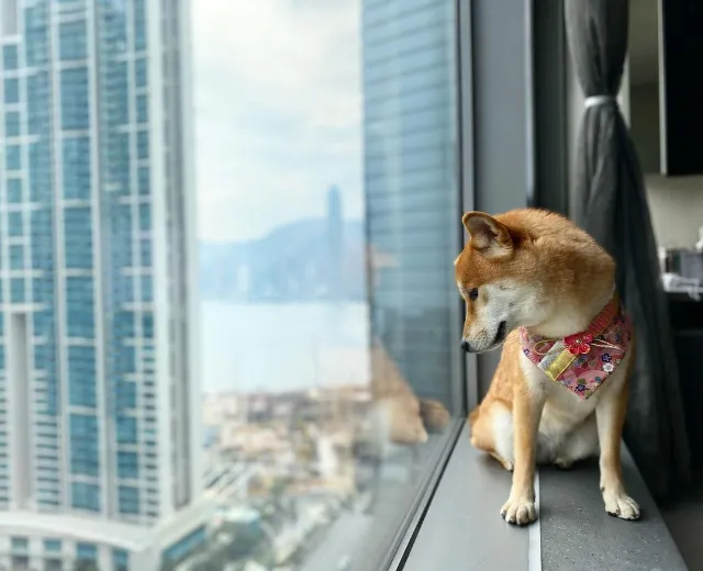 【寵物酒店邊間好？】香港13間寵物酒店 Staycation 推介🐶+住宿餐飲優惠