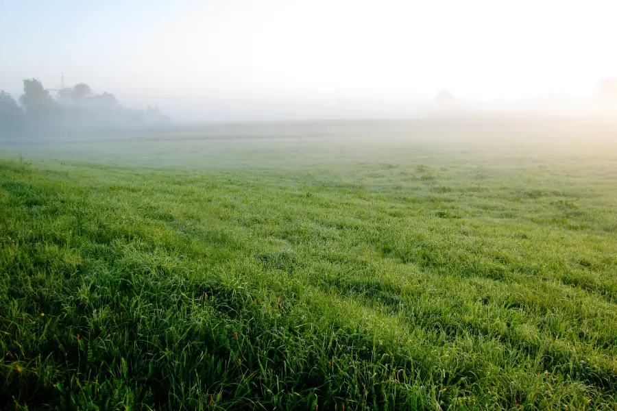 Nanni River Hanging Grassland