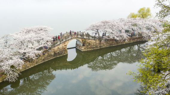 無錫黿頭渚+太湖仙島一日遊【門票全含·坐太湖遊船賞湖泊風光】