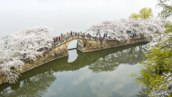 無錫黿頭渚+太湖仙島一日遊【入場門票全含·坐太湖遊船賞湖風光】