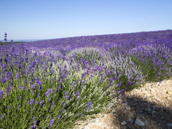 Provence