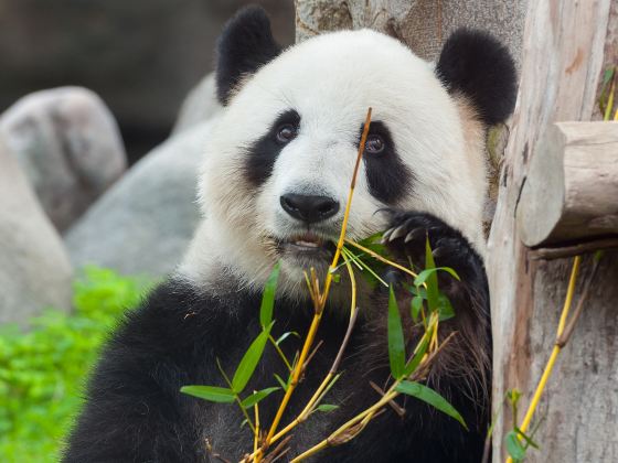 欒川竹海野生動物園