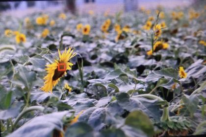 博湖县印象西海风情园