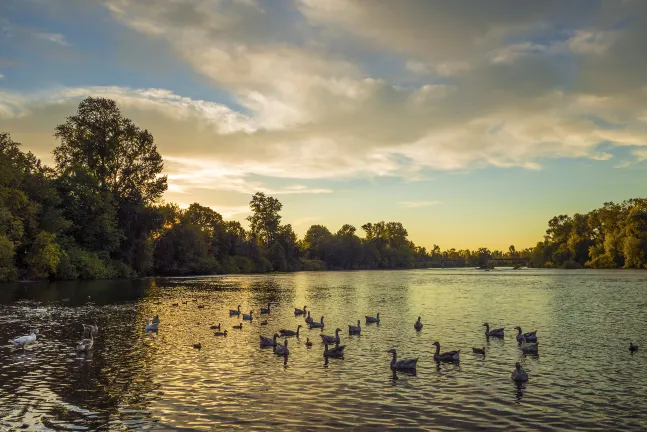 Pet-friendly Hotels in Eugene