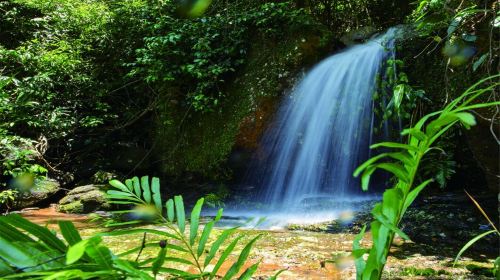 Paiyang Mountain Forest Park