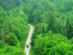 Hegang Forest of Lesser Khingan Range