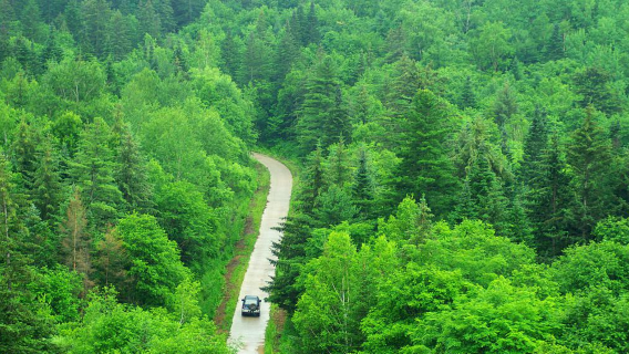 Hegang Forest of Lesser Khingan Range