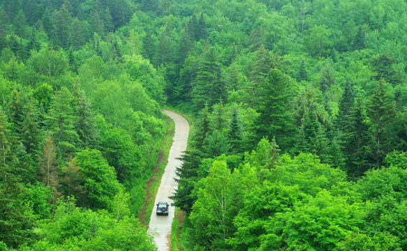Hegang Forest of Lesser Khingan Range