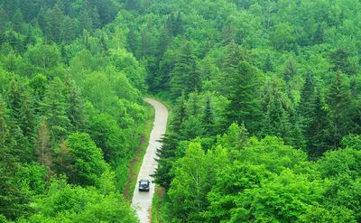 Hegang Forest of Lesser Khingan Range