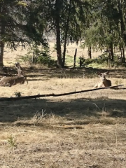 ユーコン野生動物保護区