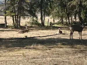 ユーコン野生動物保護区