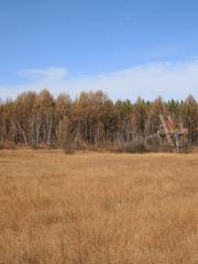 White Birch Forest, Qixing Lake Wetland Park