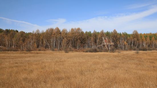 White Birch Forest, Qixing Lake Wetland Park