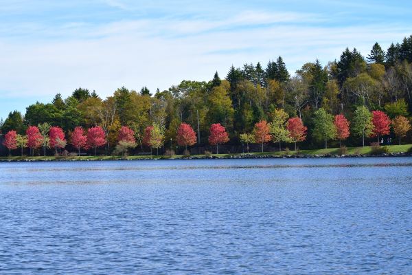 Рейсы по маршруту Montreal - Saint John
