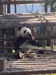 神鵰山野生動物園