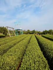 Чайный парк Юнь Ляшань