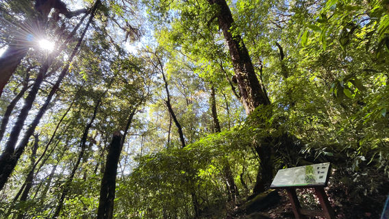 กิ่วแม่ปาน