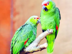 Reptile Gardens