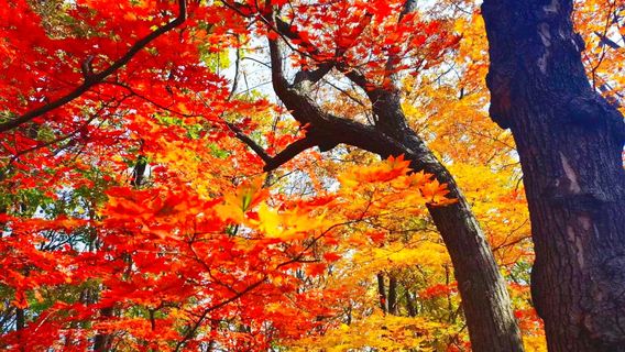 สวนสาธารณะแห่งชาติฮงสโตร