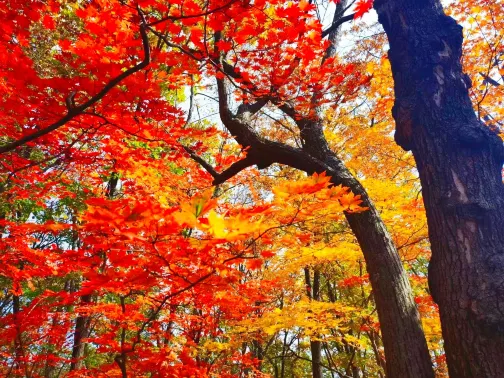 紅石國家森林公園