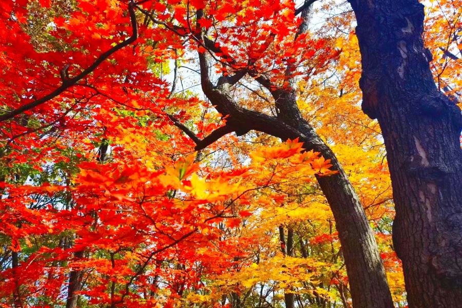 紅石國家森林公園