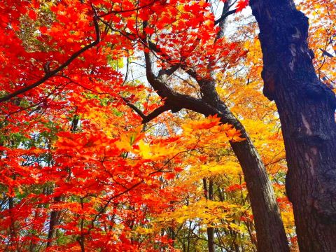Hongshi National Forest Park