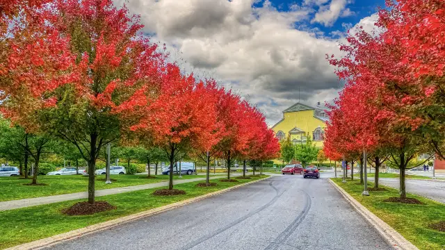 Maple Leaf Viewing in Ottawa