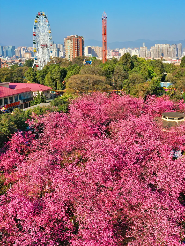 圓通山櫻花節 | 重慶
