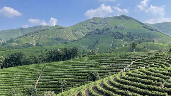 Anji White Tea Viewing Platform
