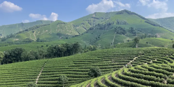 安吉白茶觀景平台