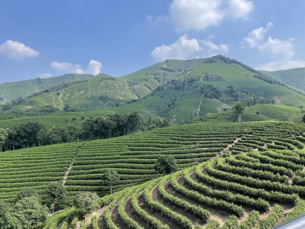 Anji White Tea Viewing Platform