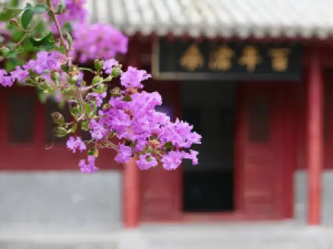 登封の人気春旅におすすめ