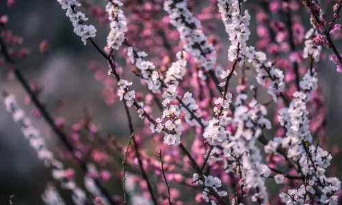 Huangzang (Imperial Treasure) Valley National Forest Park