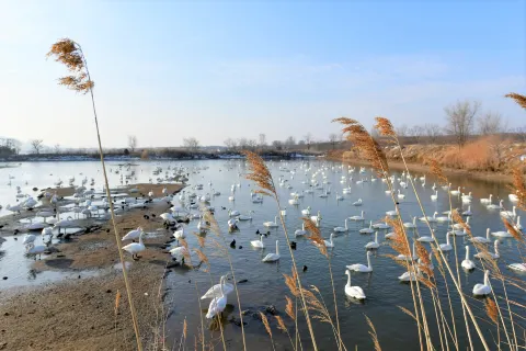 Swan Lake
