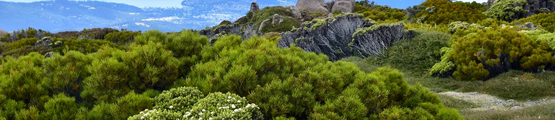 Fioriture Primaverili