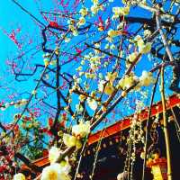 京都　梅といえば北野天満宮