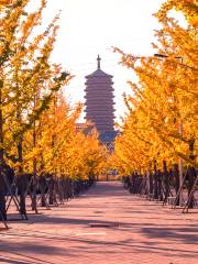 Ginkgo Avenue of Garden Expo Park