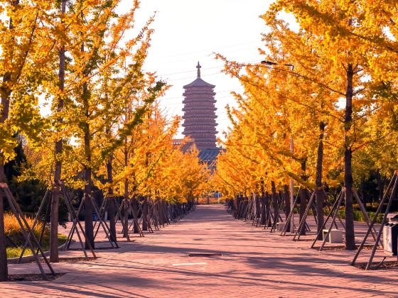 Ginkgo Avenue of Garden Expo Park