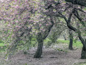 Yushun Sakura Road