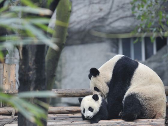 亞特蘭大動物園