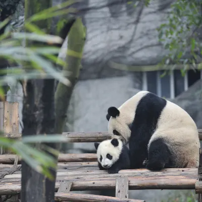 Отзывы об отеле SpringHill Suites Atlanta Buckhead