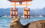 Itsukushima Jinja Otorii (Grand Torii Gate)