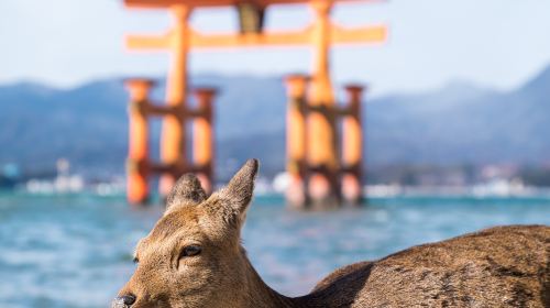 嚴島神社 大鳥居