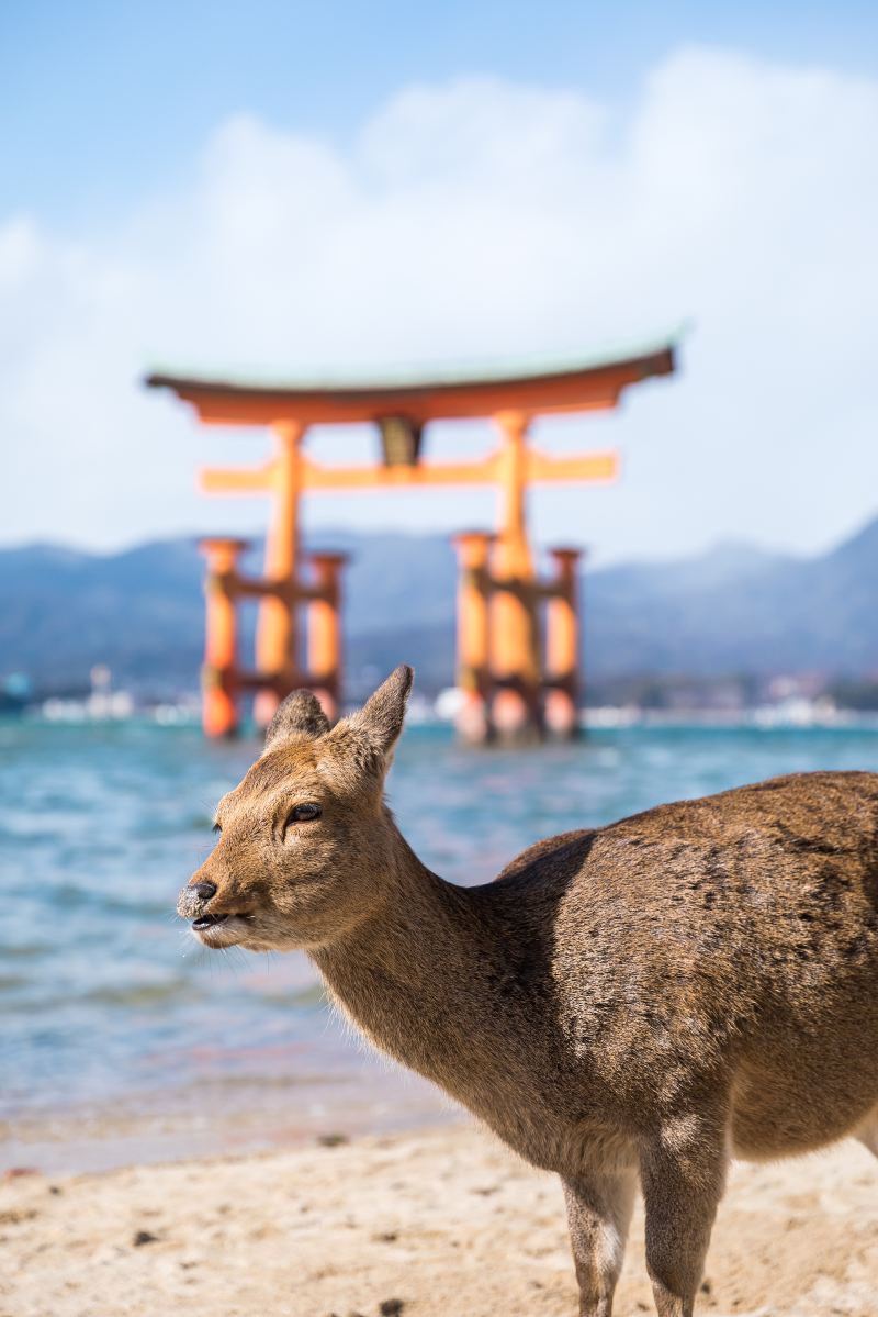 Itsukushima Jinja Otorii (Grand Torii Gate)