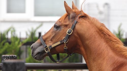 Kentucky Horse Park