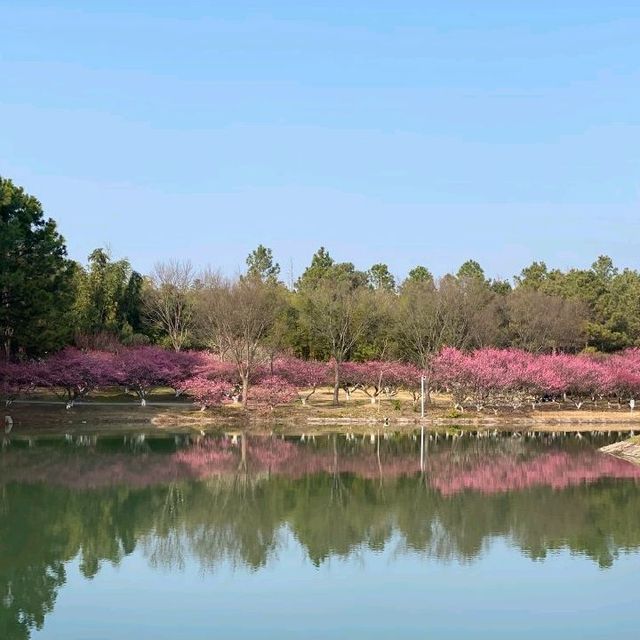 Oriental Land, Shanghai