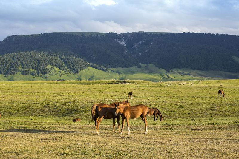 Zhaosu Ranch